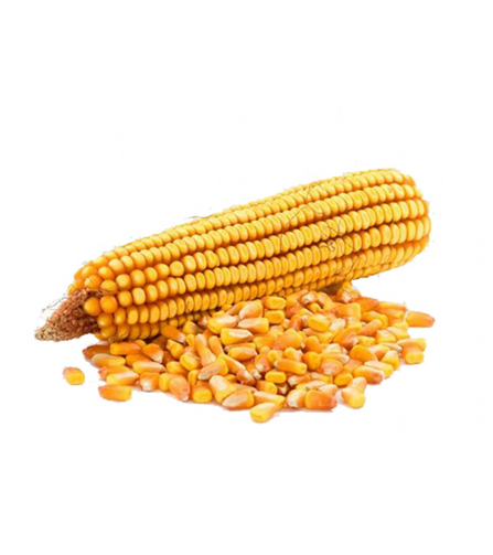 Electronics Black Wrist Watch