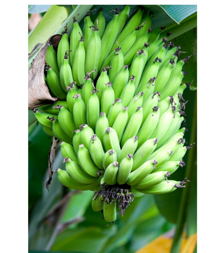 Electronics Black Wrist Watch