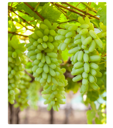 Electronics Black Wrist Watch