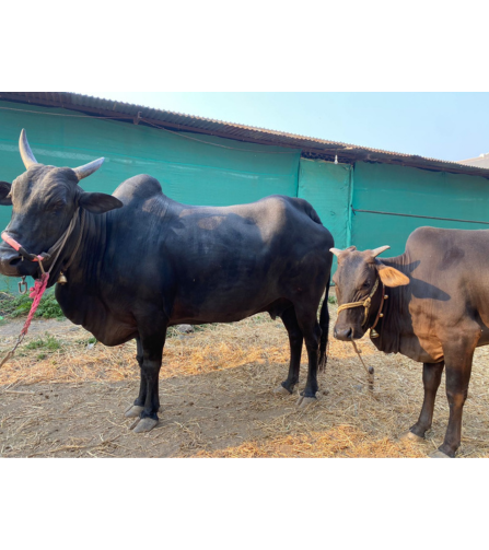 Electronics Black Wrist Watch