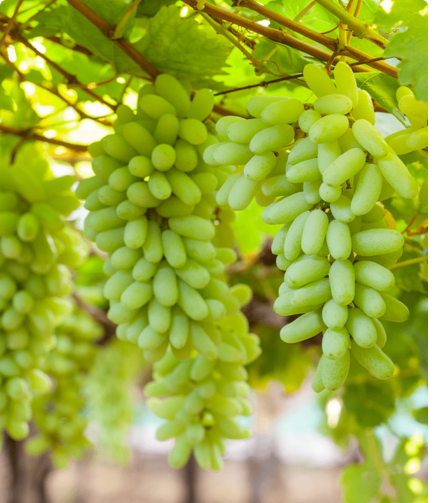 Electronics Black Wrist Watch